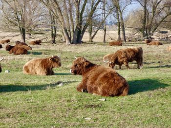 Wild cattle in the former sewage fields in berlin falkenberg .