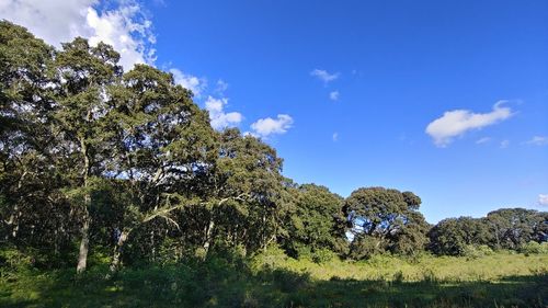 Low angle view of trees against sky