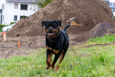 Portrait of black dog in field