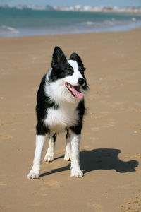 Dog running on beach