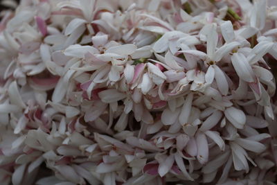 Full frame shot of white roses