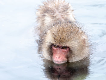 Japanese snow monkey in hot spring