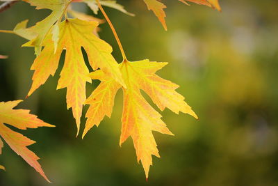 Close-up of maple leaves