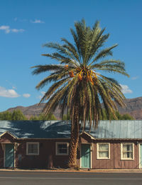 Low angle view of palm trees against sky