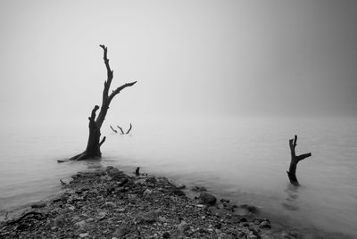 Logs in lake during foggy weather