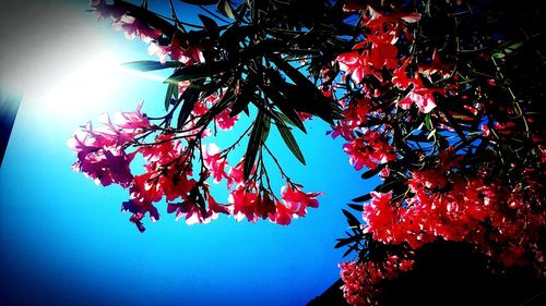 Low angle view of red maple tree against sky