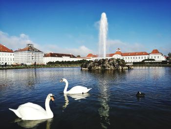 Swans swimming in lake against sky