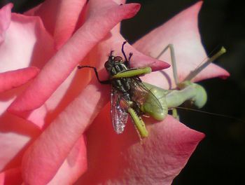 Close-up of insect on pink flower