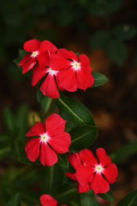Close-up of red flowering plant in park