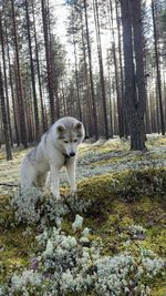 one animal
