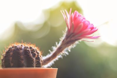 Close-up of cactus flower pot