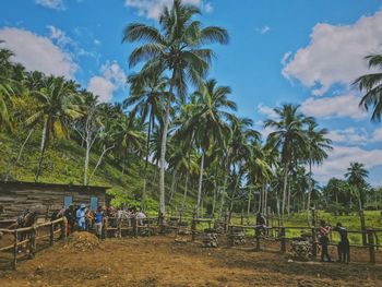 Palm trees on field against sky