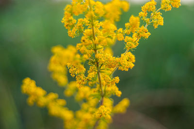 Close-up of yellow flowering plant