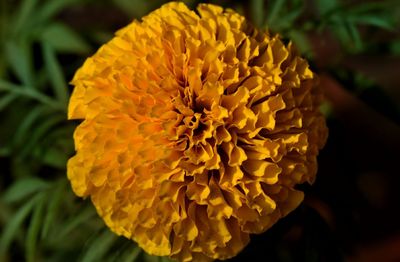 Close-up of yellow marigold flower
