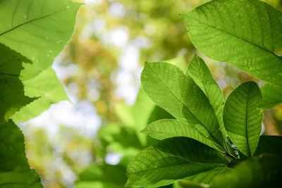 Close-up of green leaves