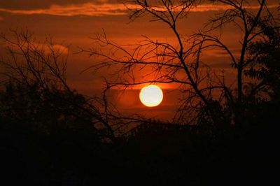 Silhouette of trees at sunset