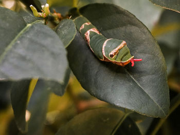 Close-up of common mormon caterpillar or papilo polytes larvae form on leaves