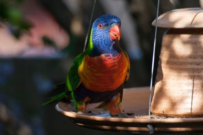 Close-up of rainbow lorikeet perching outdoors