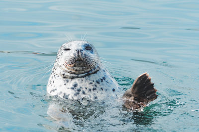 Close-up of seal swimming in sea