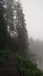 Footpath amidst trees in forest against sky