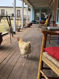 View of bird on chair