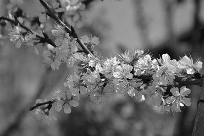 Close-up of flowers on tree