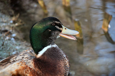 Close-up of duck swimming on lake