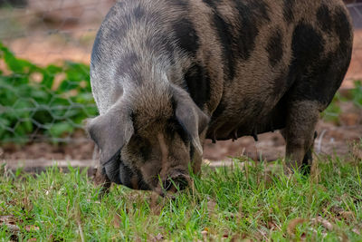 View of a dog on field