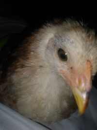 Close-up of a bird