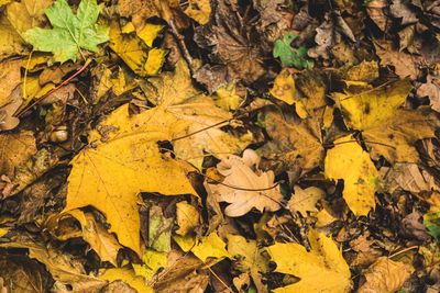 High angle view of yellow maple leaves on field