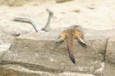 Close-up of squirrel on rock