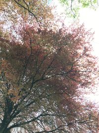 Low angle view of tree against sky