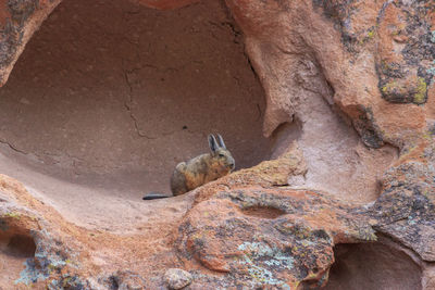 Squirrel on rock