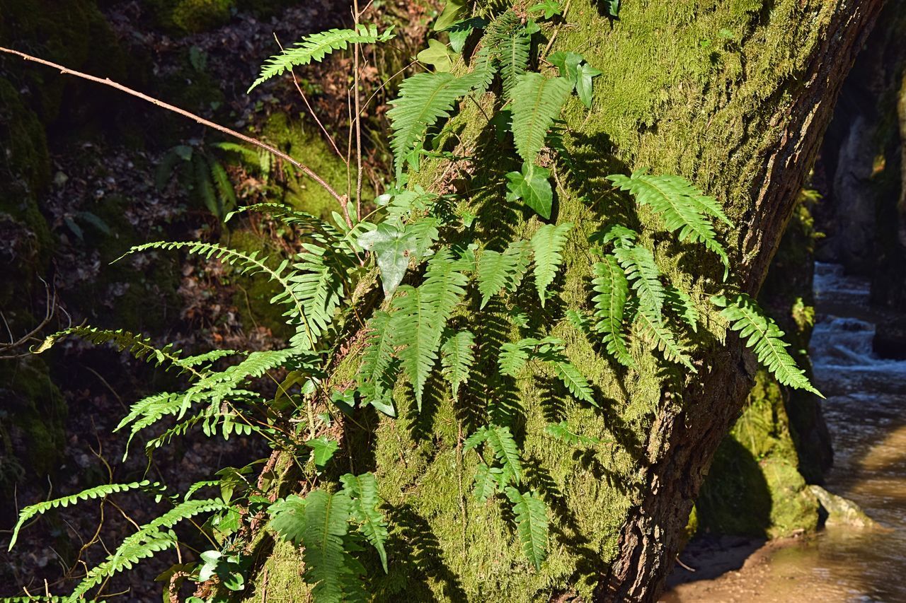 HIGH ANGLE VIEW OF MOSS ON LAND