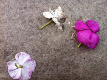 Close-up of pink flowers