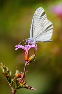 Close-up of butterfly pollinating on purple flower