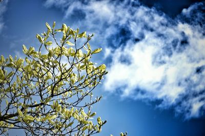 Low angle view of trees against cloudy sky