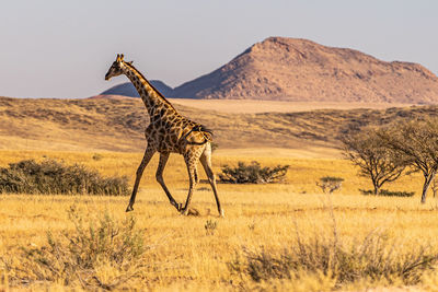 savanna