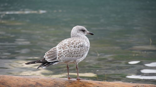 Close-up of seagull perching on a land