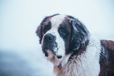 Close-up portrait of dog