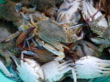 Close-up of fish for sale in market