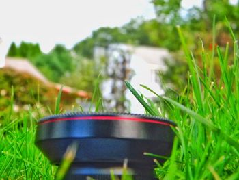 Close-up view of grass