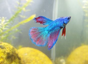 Close-up of fish swimming underwater