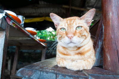 Portrait of a cat sitting on wood