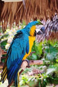 Close-up of blue parrot perching on branch