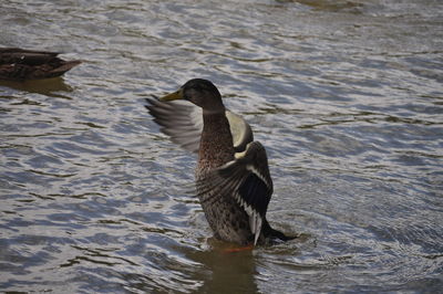 Duck swimming in lake