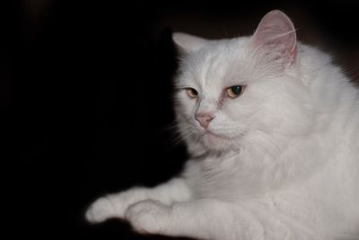 Close-up of cat looking away against black background