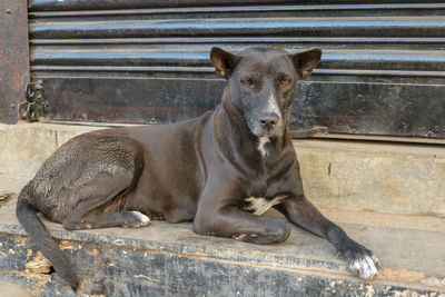 Portrait of a dog sitting outdoors