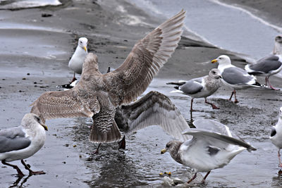 Seagulls on sandy beach