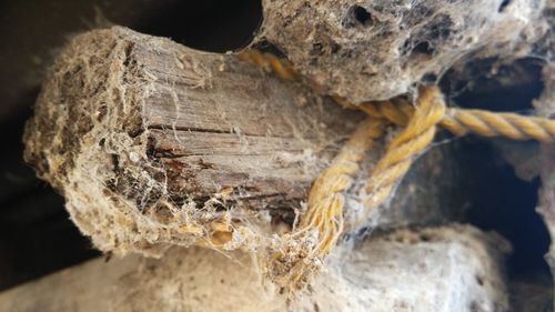 Close-up of tree trunk